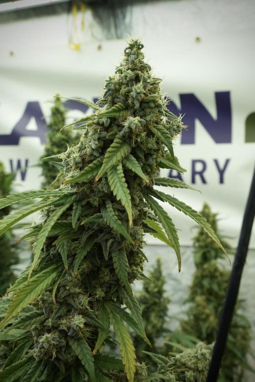 Skywalker OG Legends of the 12/12 Galaxy. Week 13 - Skywalker OG 12-12 from seed 
