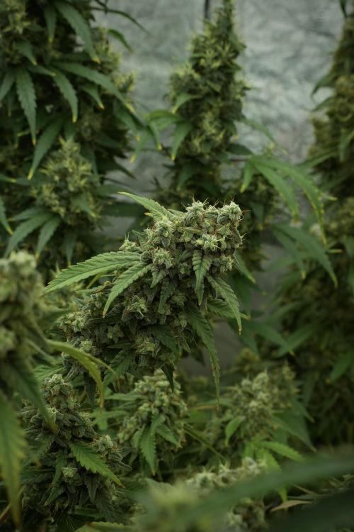 Skywalker OG Legends of the 12/12 Galaxy. Week 13 - Skywalker OG 12-12 from seed 