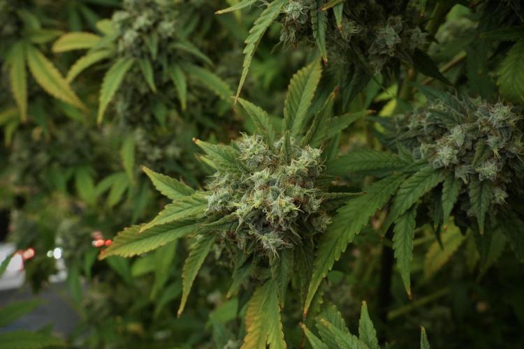 Skywalker OG Legends of the 12/12 Galaxy. Week 13 - Skywalker OG 12-12 from seed 