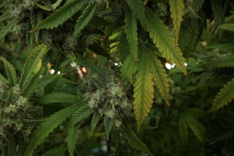 Skywalker OG Legends of the 12/12 Galaxy. Week 13 - Skywalker OG 12-12 from seed 