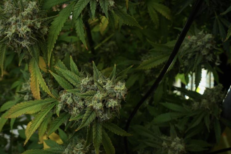 Skywalker OG Legends of the 12/12 Galaxy. Week 13 - Skywalker OG 12-12 from seed 