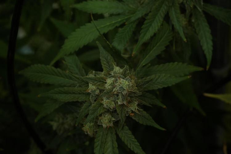 Skywalker OG Legends of the 12/12 Galaxy. Week 13 - Skywalker OG 12-12 from seed 