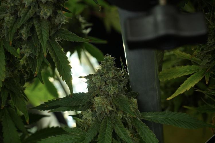 Skywalker OG Legends of the 12/12 Galaxy. Week 13 - Skywalker OG 12-12 from seed 