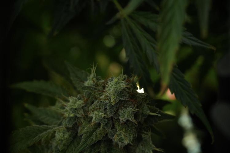 Skywalker OG Legends of the 12/12 Galaxy. Week 13 - Skywalker OG 12-12 from seed 