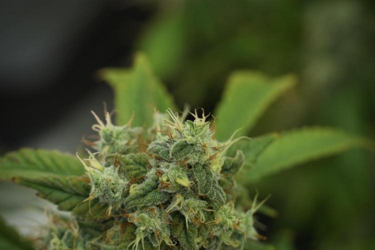 Skywalker OG Legends of the 12/12 Galaxy. Week 13 - Skywalker OG 12-12 from seed 