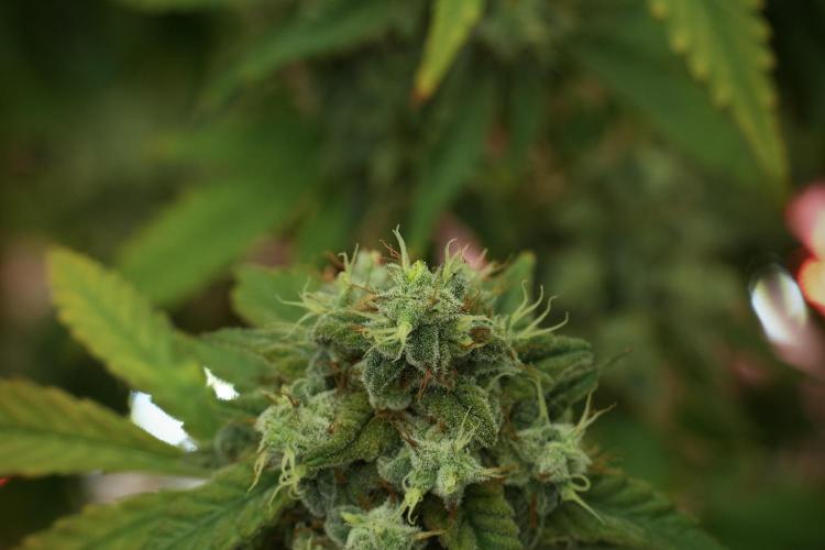 Skywalker OG Legends of the 12/12 Galaxy. Week 13 - Skywalker OG 12-12 from seed 
