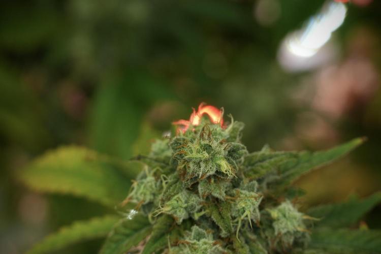 Skywalker OG Legends of the 12/12 Galaxy. Week 13 - Skywalker OG 12-12 from seed 