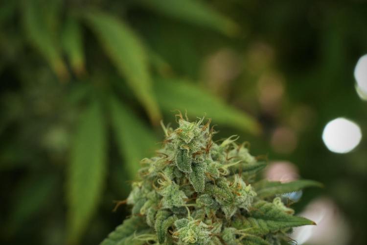 Skywalker OG Legends of the 12/12 Galaxy. Week 13 - Skywalker OG 12-12 from seed 