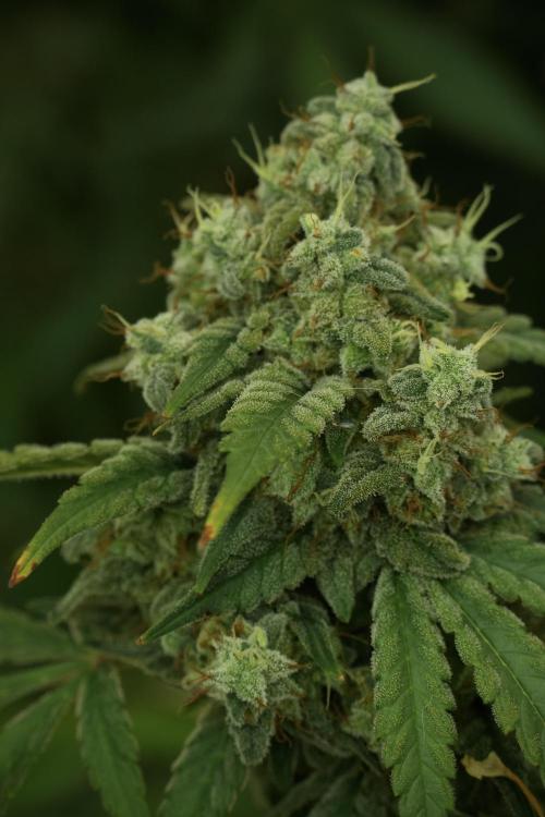 Skywalker OG Legends of the 12/12 Galaxy. Week 13 - Skywalker OG 12-12 from seed 