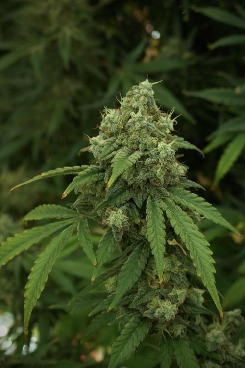 Skywalker OG Legends of the 12/12 Galaxy. Week 13 - Skywalker OG 12-12 from seed 