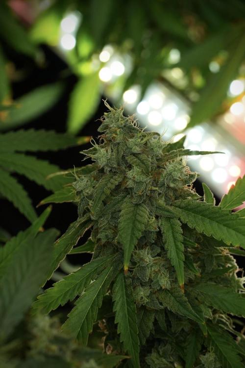 Skywalker OG Legends of the 12/12 Galaxy. Week 13 - Skywalker OG 12-12 from seed 