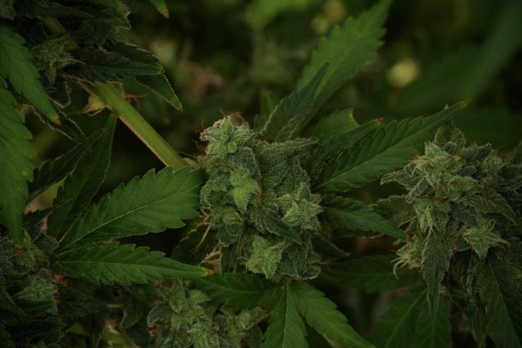 Skywalker OG Legends of the 12/12 Galaxy. Week 13 - Skywalker OG 12-12 from seed 