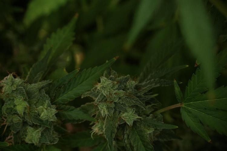 Skywalker OG Legends of the 12/12 Galaxy. Week 13 - Skywalker OG 12-12 from seed 