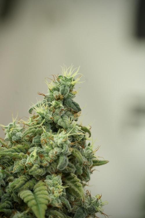 Skywalker OG Legends of the 12/12 Galaxy. Week 13 - Skywalker OG 12-12 from seed 