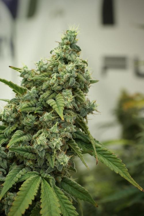 Skywalker OG Legends of the 12/12 Galaxy. Week 13 - Skywalker OG 12-12 from seed 