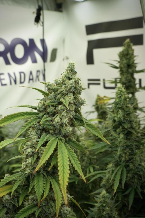 Skywalker OG Legends of the 12/12 Galaxy. Week 13 - Skywalker OG 12-12 from seed 