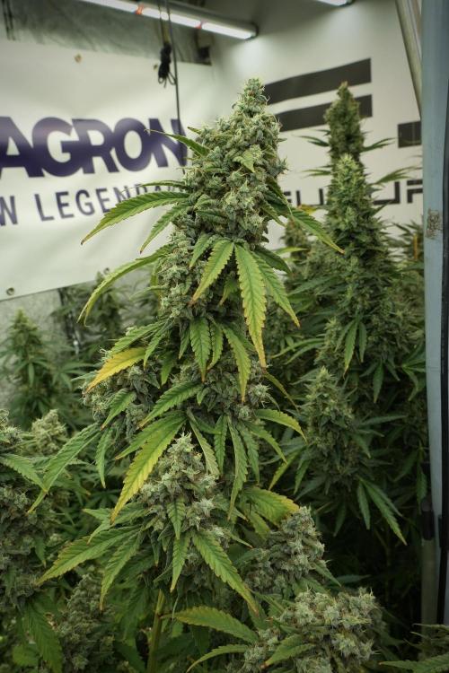 Skywalker OG Legends of the 12/12 Galaxy. Week 13 - Skywalker OG 12-12 from seed 