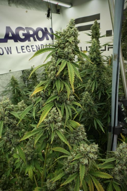 Skywalker OG Legends of the 12/12 Galaxy. Week 13 - Skywalker OG 12-12 from seed 