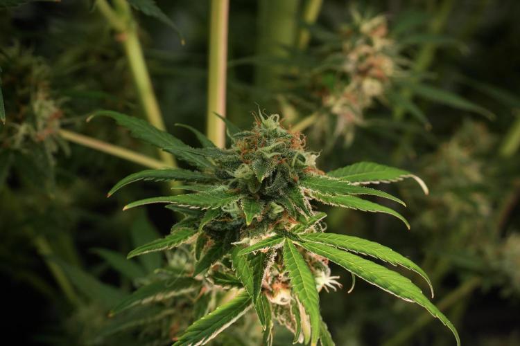 Skywalker OG Legends of the 12/12 Galaxy. Week 13 - Skywalker OG 12-12 from seed 