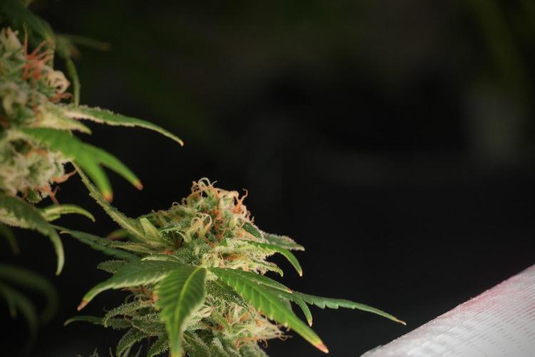 Skywalker OG Legends of the 12/12 Galaxy. Week 13 - v