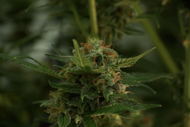 Skywalker OG Legends of the 12/12 Galaxy. Week 13 - Skywalker OG 12-12 from seed 