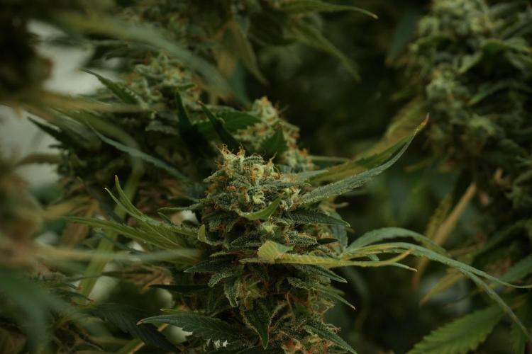 Skywalker OG Legends of the 12/12 Galaxy. Week 13 - Skywalker OG 12-12 from seed 