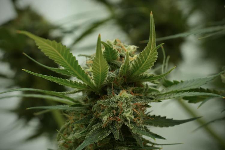 Skywalker OG Legends of the 12/12 Galaxy. Week 13 - Skywalker OG 12-12 from seed 