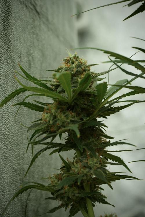 Skywalker OG Legends of the 12/12 Galaxy. Week 13 - Skywalker OG 12-12 from seed 