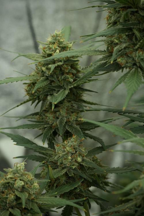 Skywalker OG Legends of the 12/12 Galaxy. Week 13 - Skywalker OG 12-12 from seed 