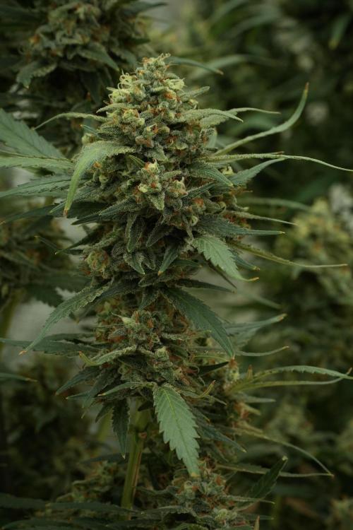 Skywalker OG Legends of the 12/12 Galaxy. Week 13 - Skywalker OG 12-12 from seed 