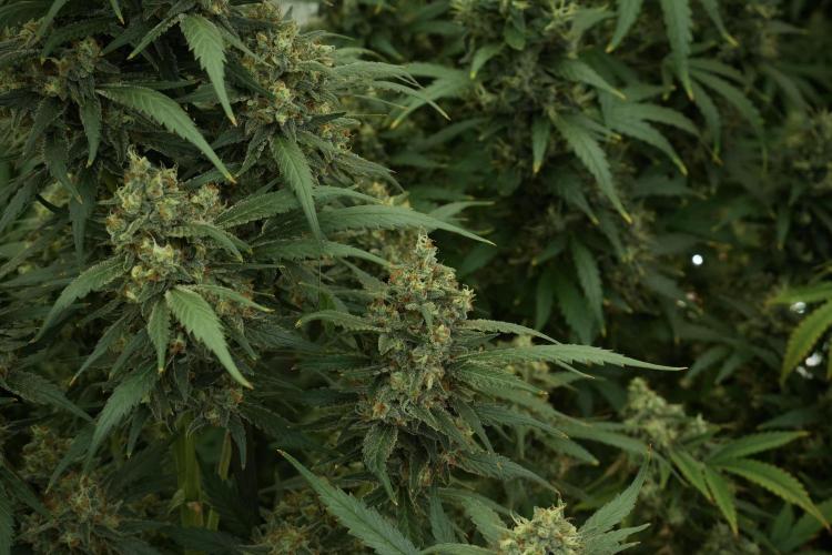 Skywalker OG Legends of the 12/12 Galaxy. Week 13 - Skywalker OG 12-12 from seed 