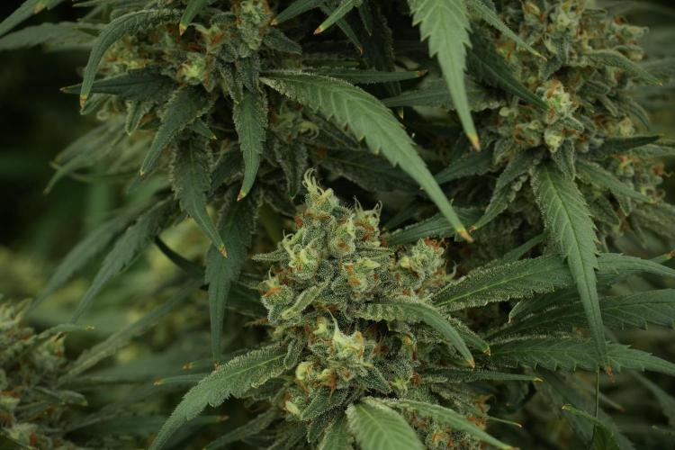 Skywalker OG Legends of the 12/12 Galaxy. Week 13 - Skywalker OG 12-12 from seed 