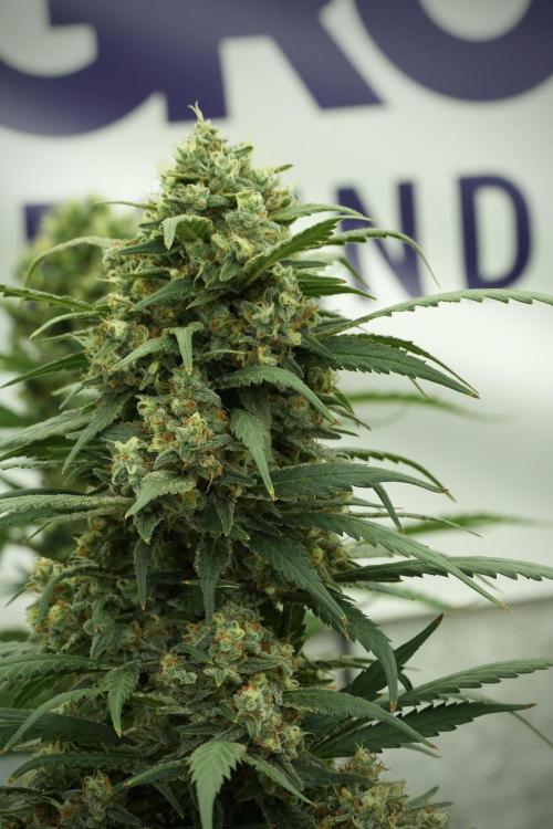 Skywalker OG Legends of the 12/12 Galaxy. Week 13 - Skywalker OG 12-12 from seed 