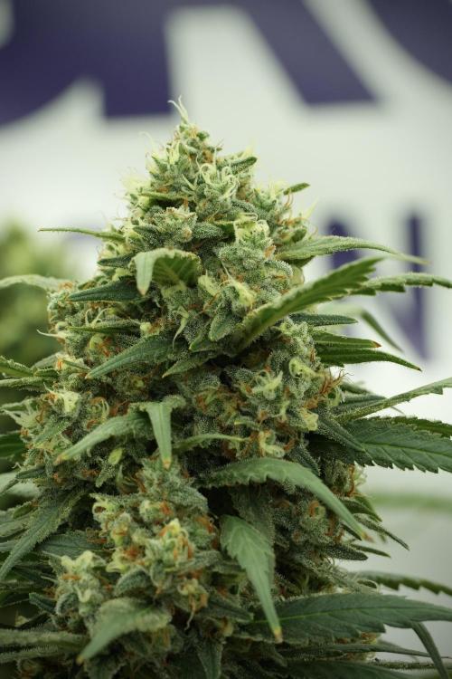 Skywalker OG Legends of the 12/12 Galaxy. Week 13 - Skywalker OG 12-12 from seed 