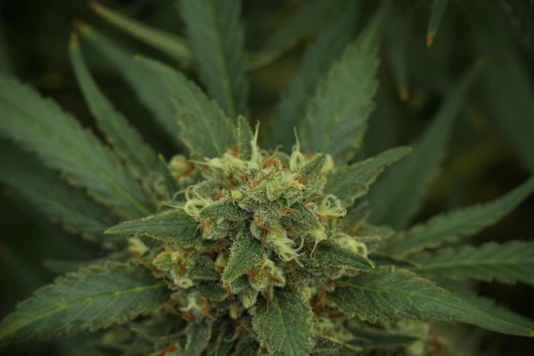 Skywalker OG Legends of the 12/12 Galaxy. Week 13 - Skywalker OG 12-12 from seed 