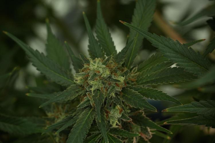 Skywalker OG Legends of the 12/12 Galaxy. Week 13 - Skywalker OG 12-12 from seed 