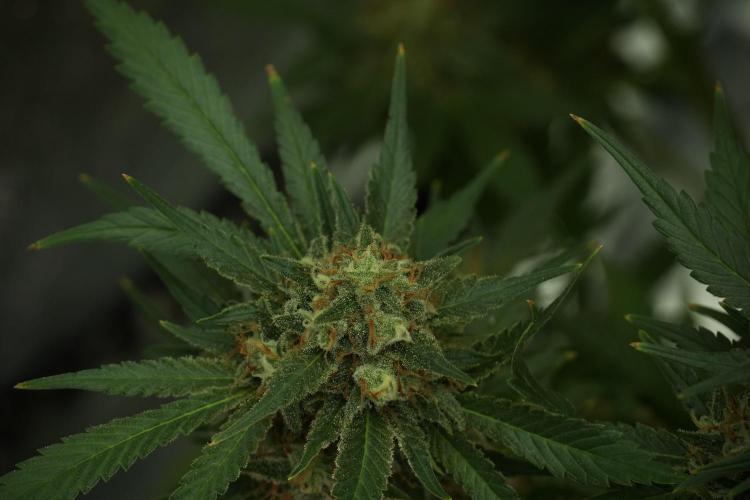 Skywalker OG Legends of the 12/12 Galaxy. Week 13 - Skywalker OG 12-12 from seed 
