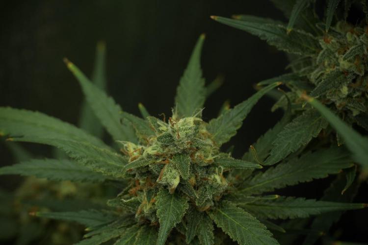 Skywalker OG Legends of the 12/12 Galaxy. Week 13 - Skywalker OG 12-12 from seed 