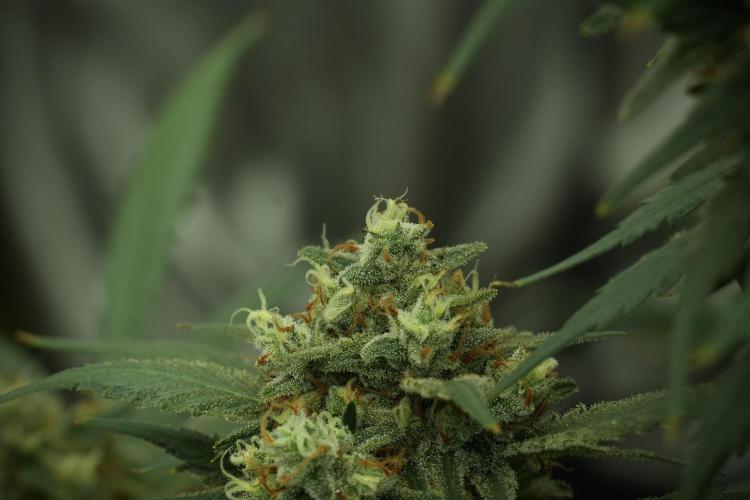 Skywalker OG Legends of the 12/12 Galaxy. Week 13 - Skywalker OG 12-12 from seed 
