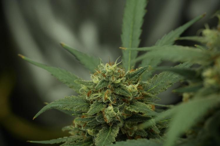 Skywalker OG Legends of the 12/12 Galaxy. Week 13 - Skywalker OG 12-12 from seed 