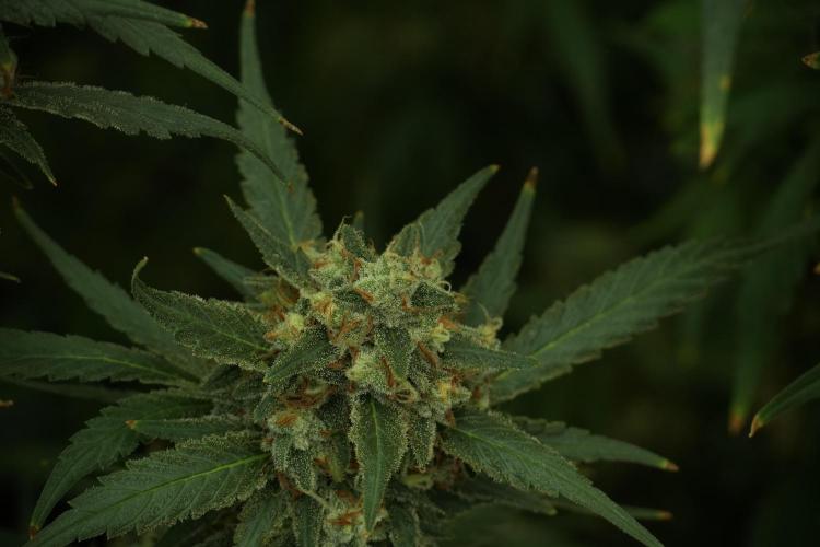 Skywalker OG Legends of the 12/12 Galaxy. Week 13 - Skywalker OG 12-12 from seed 