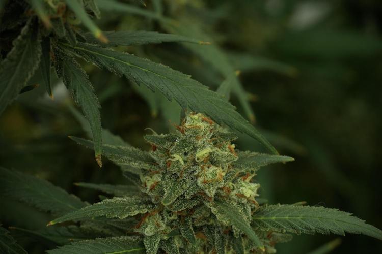 Skywalker OG Legends of the 12/12 Galaxy. Week 13 - Skywalker OG 12-12 from seed 