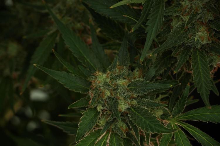 Skywalker OG Legends of the 12/12 Galaxy. Week 13 - Skywalker OG 12-12 from seed 