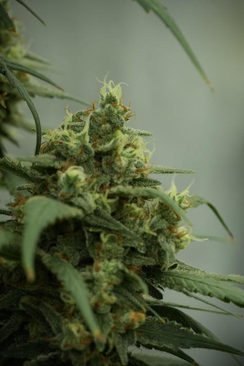Skywalker OG Legends of the 12/12 Galaxy. Week 13 - Skywalker OG 12-12 from seed 