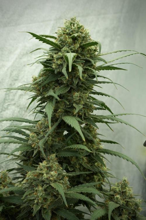 Skywalker OG Legends of the 12/12 Galaxy. Week 13 - Skywalker OG 12-12 from seed 