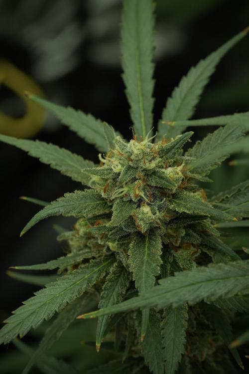 Skywalker OG Legends of the 12/12 Galaxy. Week 13 - Skywalker OG 12-12 from seed 