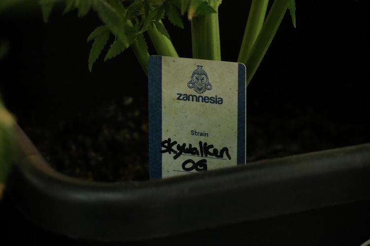Skywalker OG Legends of the 12/12 Galaxy. Week 13 - Skywalker OG 12-12 from seed 