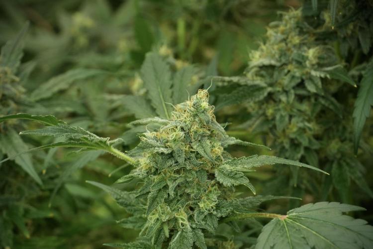 Skywalker OG Legends of the 12/12 Galaxy. Week 13 - Skywalker OG 12-12 from seed 