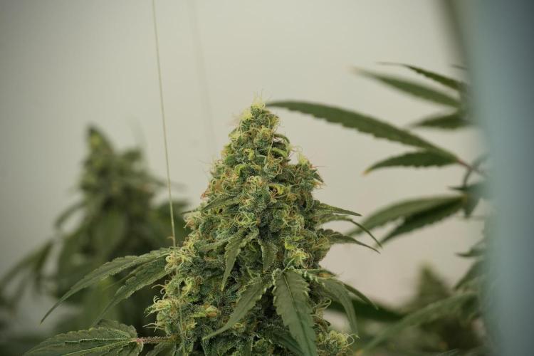 Skywalker OG Legends of the 12/12 Galaxy. Week 13 - Skywalker OG 12-12 from seed 