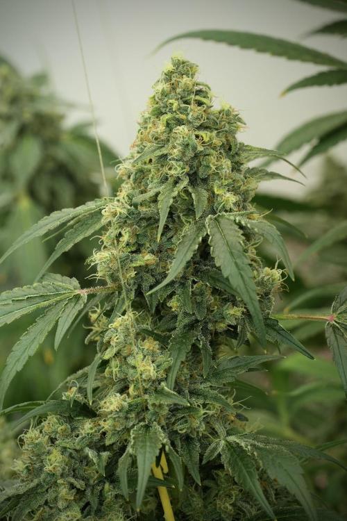 Skywalker OG Legends of the 12/12 Galaxy. Week 13 - Skywalker OG 12-12 from seed 